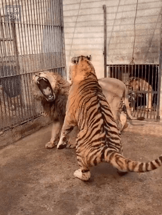 티격태격하는 사자와 호랑이 | 인스티즈