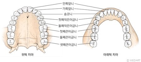 죽을 때까지 건강한 치아 vs 죽을 때까지 노안따윈 오지 않는 눈 | 인스티즈