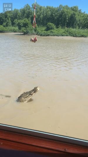 점프하는 악어 | 인스티즈