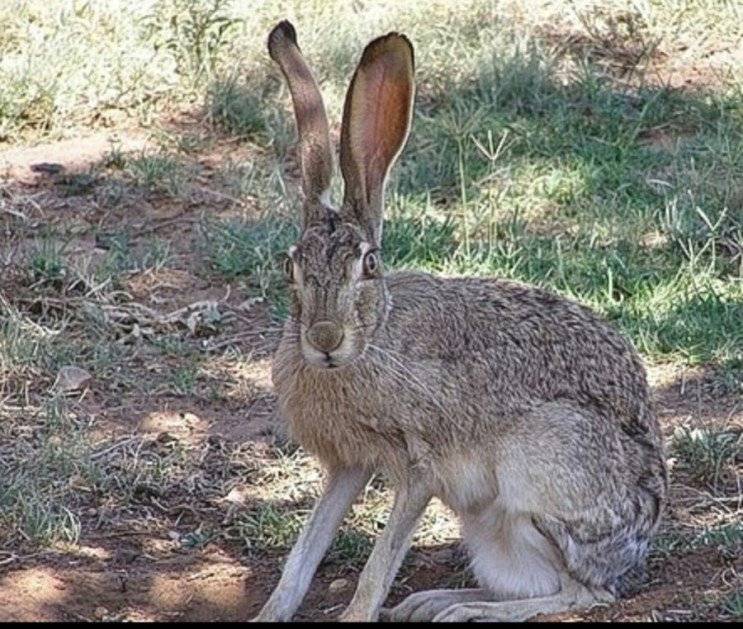 150년째 토끼와 전쟁중인 호주 | 인스티즈