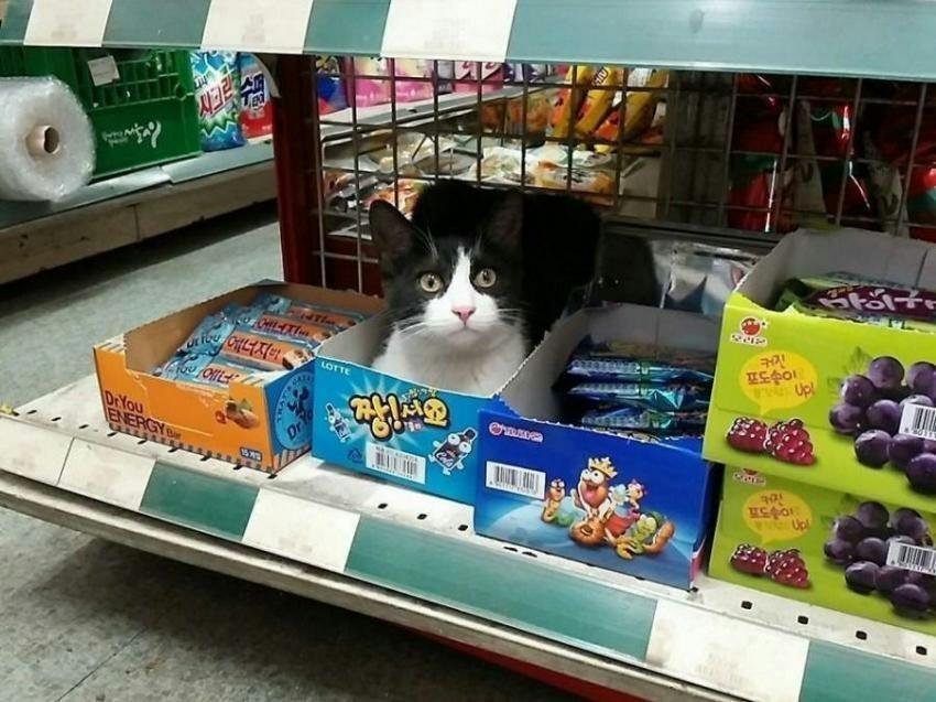 고양이의 맛.jpg | 인스티즈