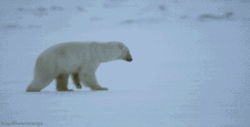 북극 여우 따라하는 북극곰.gif | 인스티즈