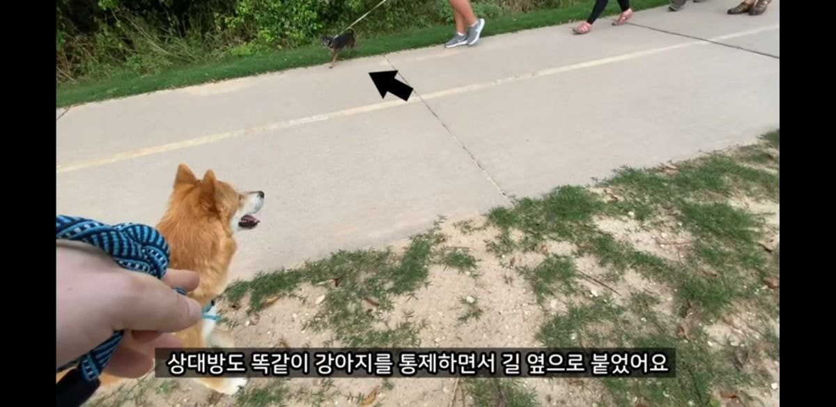 미국에서 당연시된다는 애견 문화 | 인스티즈