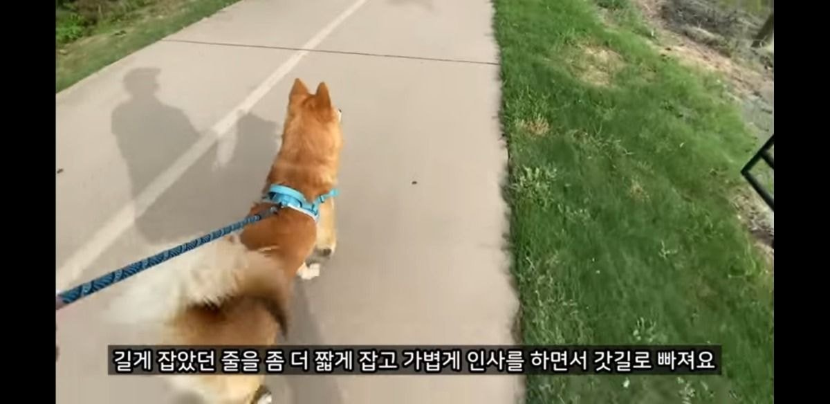 미국에서 당연시된다는 애견 문화 | 인스티즈