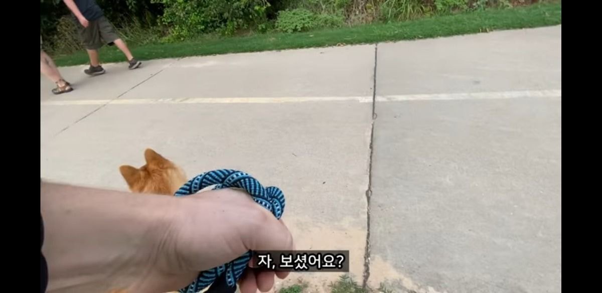 미국에서 당연시된다는 애견 문화 | 인스티즈