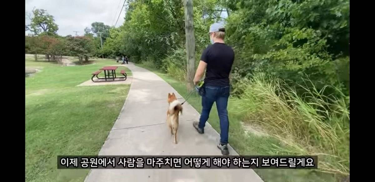 미국에서 당연시된다는 애견 문화 | 인스티즈