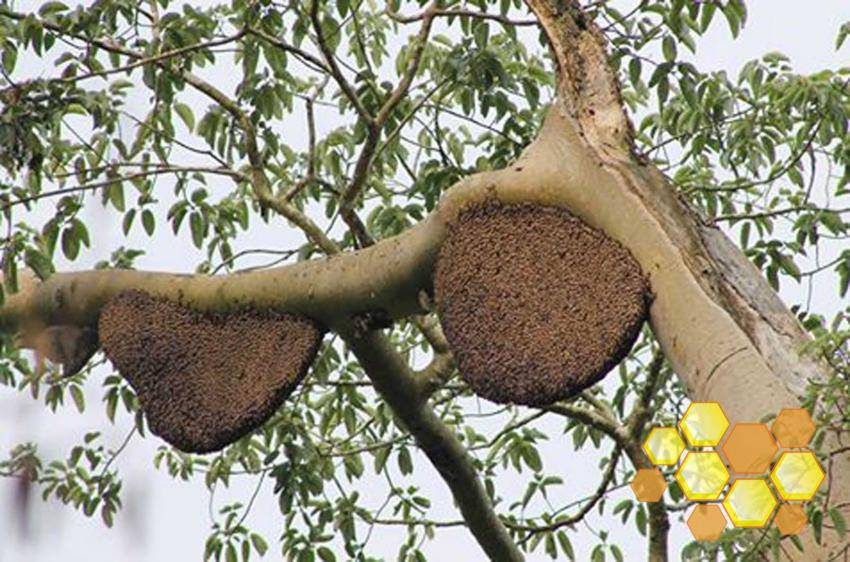 냉혹한 꿀벌의 대말벌 수비전략 | 인스티즈