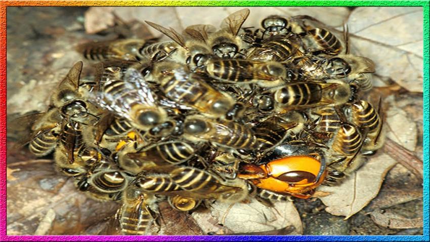 냉혹한 꿀벌의 대말벌 수비전략 | 인스티즈