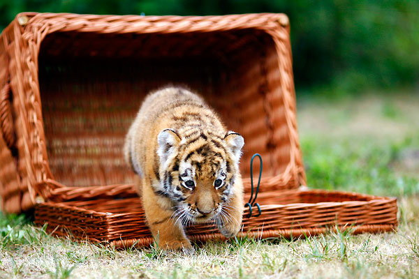 새끼 호랑이.jpgif | 인스티즈