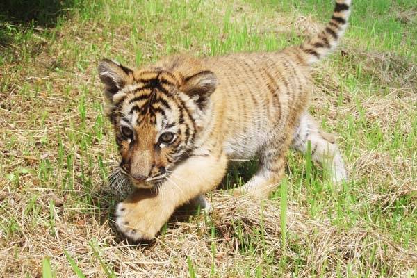 새끼 호랑이.jpgif | 인스티즈