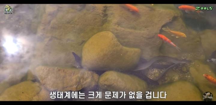 직접 만든 연못에 새로운 어종 추가하는 유튜버.jpg | 인스티즈