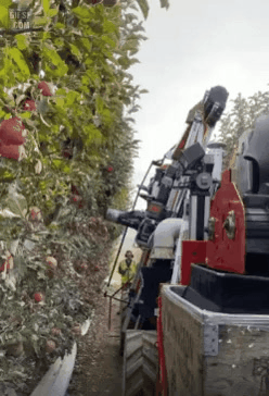 천조국의 사과 수확 | 인스티즈