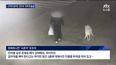 진돗개 목줄 놓치게 되는 상황... - 인스티즈(instiz) 이슈 카테고리