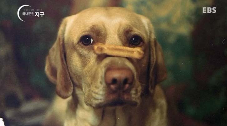  당신은 반려동물과 이별할 준비가 되었나요? | 인스티즈