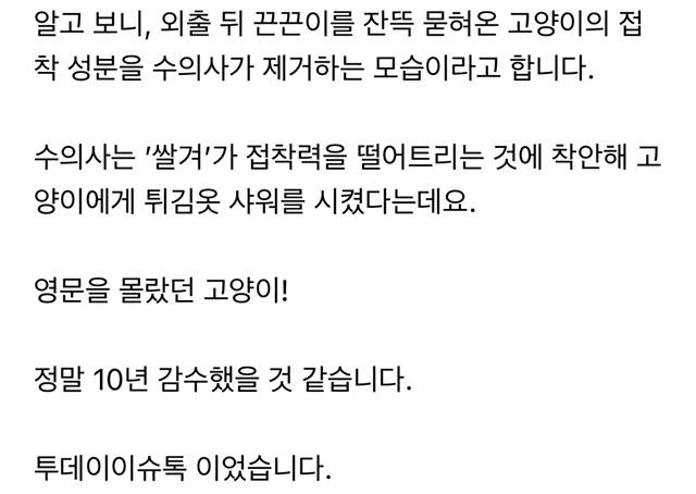 고양이에게 묻은 끈끈이 제거 | 인스티즈