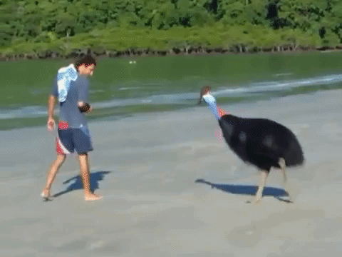 세상에서 가장 위험한 새 | 인스티즈