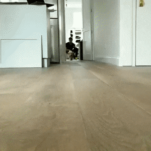 테니스공잡으려는 아기인절미 | 인스티즈