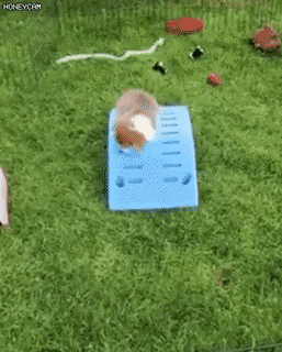 놀다 지친 웰시코기 댕댕이.gif | 인스티즈