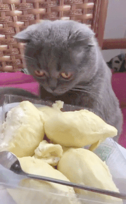 두리안 냄새를 맡은 고양이 | 인스티즈
