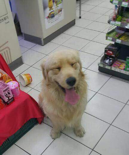 편의점에 난입한 인절미 | 인스티즈