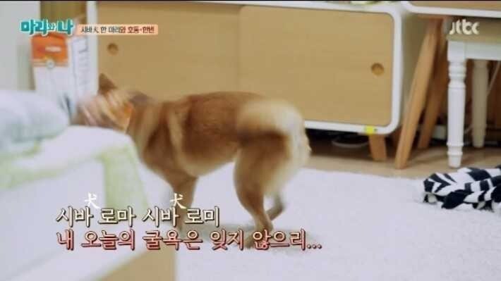 범상치 않은 강아지 이름.jpg | 인스티즈