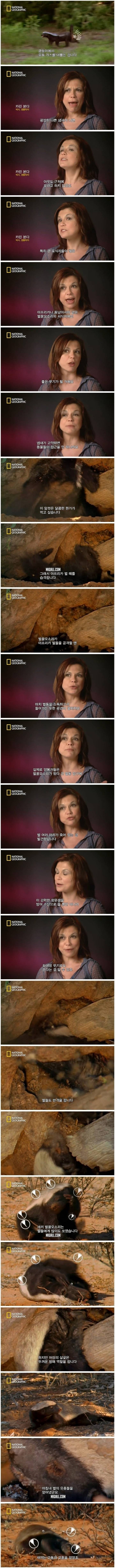 인정사정 없는 벌꿀오소리.jpg | 인스티즈