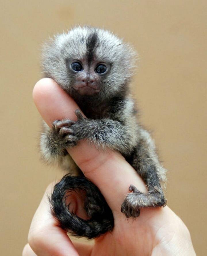 세상에서 가장 작은 원숭이 | 인스티즈