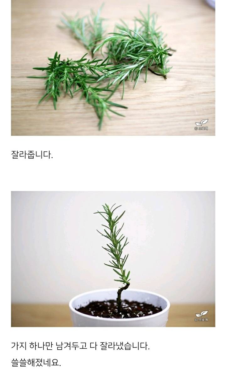 꽃집이나 시장에서 사온 화분 건강하게 오래 키우기 (feat.식물 드루이드님 블로그) | 인스티즈