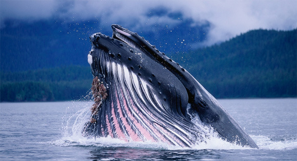 현대 과학의 15가지 미스테리 | 인스티즈