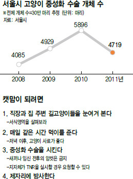서울시 길고양이 6년간 13만 마리 줄었다 | 인스티즈