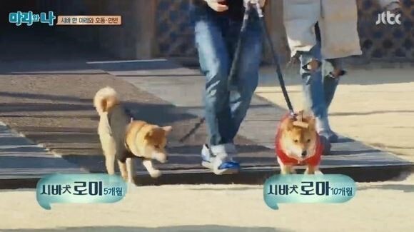 범상치 않은 강아지 이름.jpg | 인스티즈