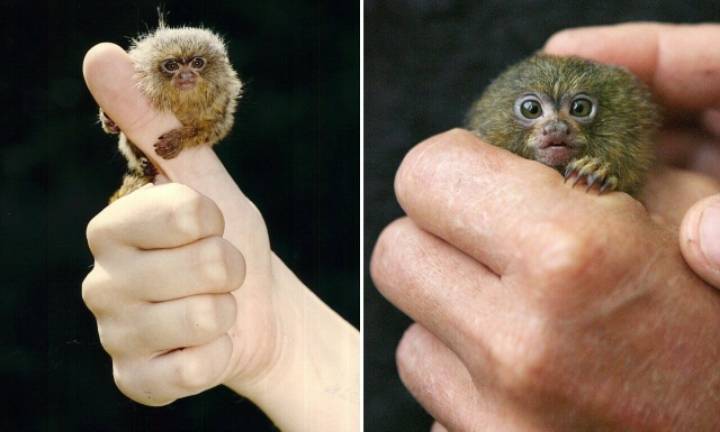 세상에서 가장 작은 원숭이 | 인스티즈