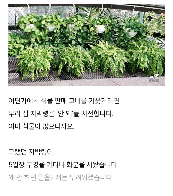 꽃집이나 시장에서 사온 화분 건강하게 오래 키우기 (feat.식물 드루이드님 블로그) | 인스티즈