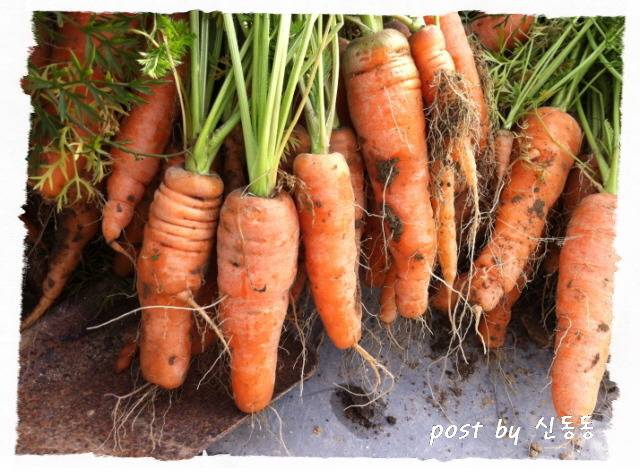 가지vs오이vs당근 채소 불호 원탑은? | 인스티즈