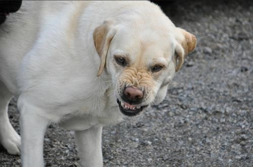 사람에게 공격적인 개, 체벌같은 훈육 필요하다 vs 교육을 해야한다 | 인스티즈