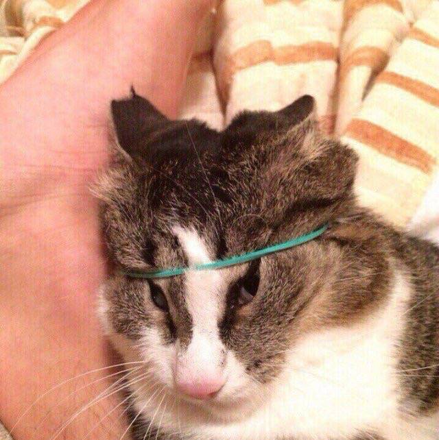 머리끈한 고양이 | 인스티즈