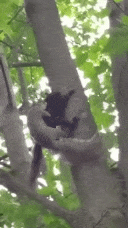 어 청설모 짝짓기한다! | 인스티즈