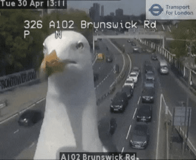 누가 자기 근처에서 뭘 먹는 것만 보면 눈이 돌아버리는 조류계의 조폭 | 인스티즈