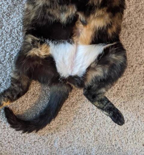 예의바른 고양이.jpg | 인스티즈