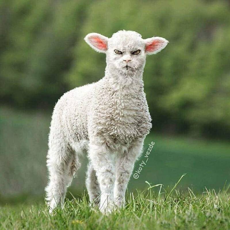 모든동물이 고양이가 된다면?.jpg | 인스티즈