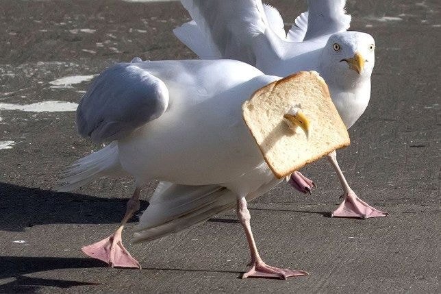 누가 자기 근처에서 뭘 먹는 것만 보면 눈이 돌아버리는 조류계의 조폭 | 인스티즈