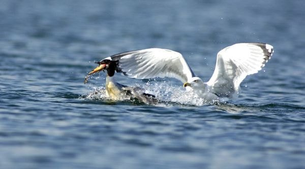 누가 자기 근처에서 뭘 먹는 것만 보면 눈이 돌아버리는 조류계의 조폭 | 인스티즈