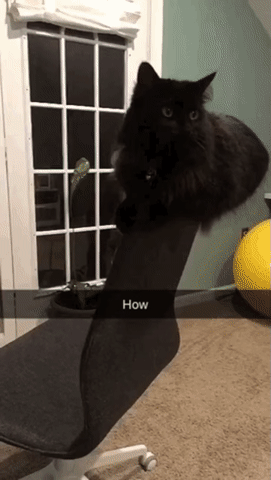 검은 고냥이 | 인스티즈