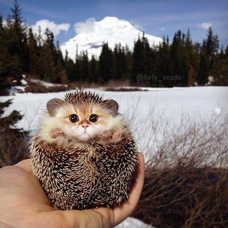 모든동물이 고양이가 된다면?.jpg | 인스티즈