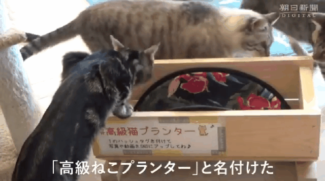 망해가는 화분공장을 살린 직원의 아이디어.jpg | 인스티즈