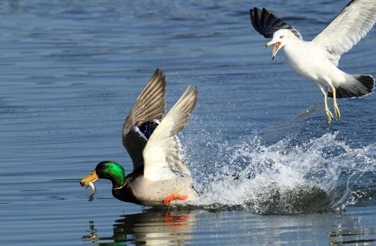 누가 자기 근처에서 뭘 먹는 것만 보면 눈이 돌아버리는 조류계의 조폭 | 인스티즈