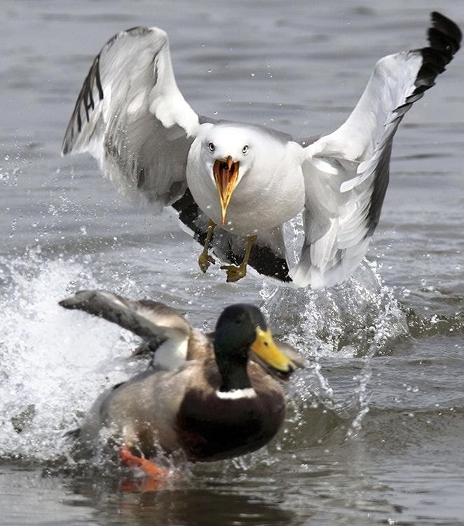 누가 자기 근처에서 뭘 먹는 것만 보면 눈이 돌아버리는 조류계의 조폭 | 인스티즈