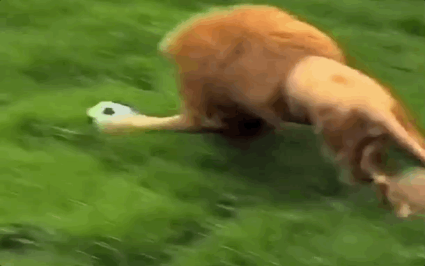 쥐라기 월드컵 | 인스티즈