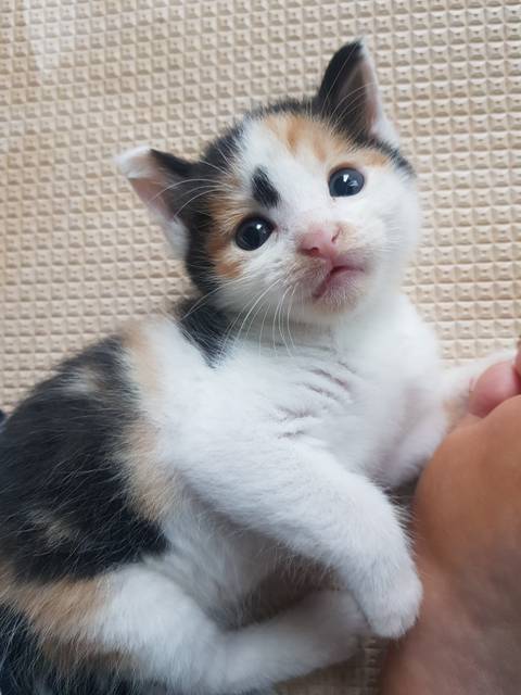 버려진 새끼 고양이 데려왔는데! | 인스티즈