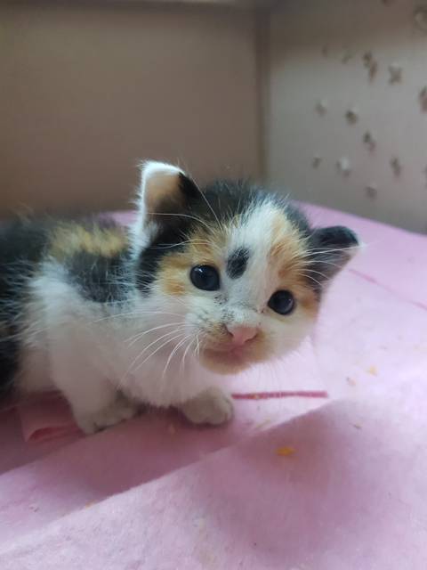 버려진 새끼 고양이 데려왔는데! | 인스티즈